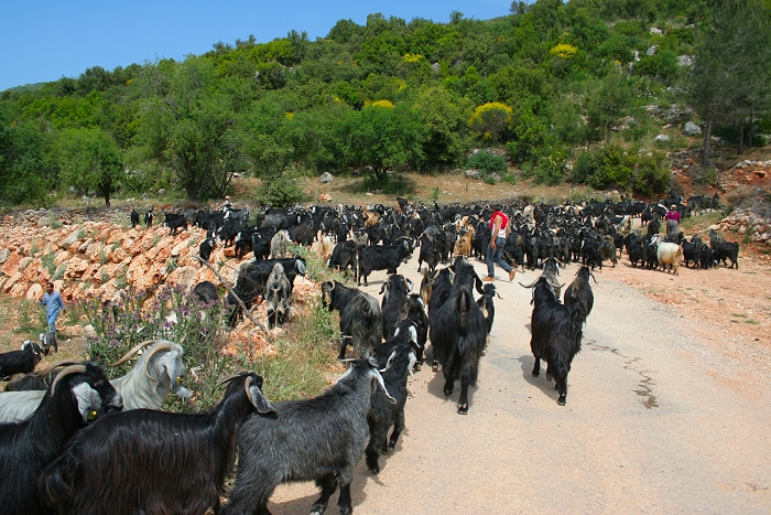 goats to yayla