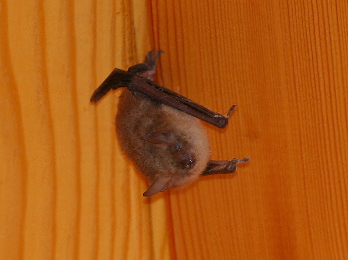 Bat