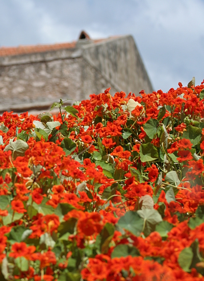 Nasturtiums