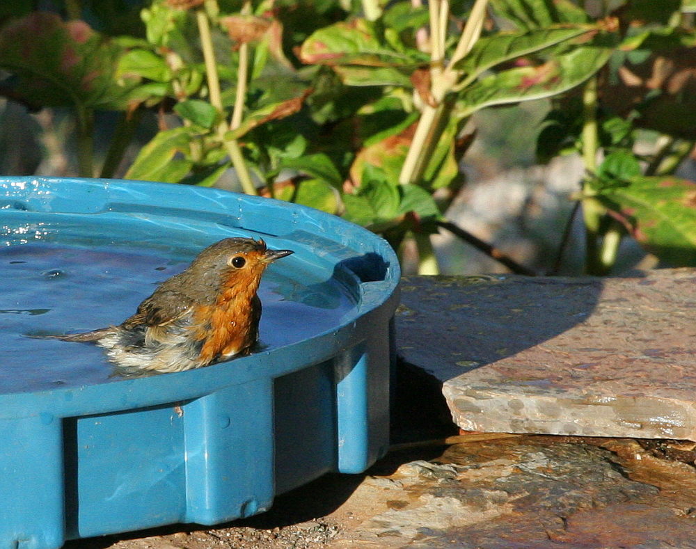 Robin bath