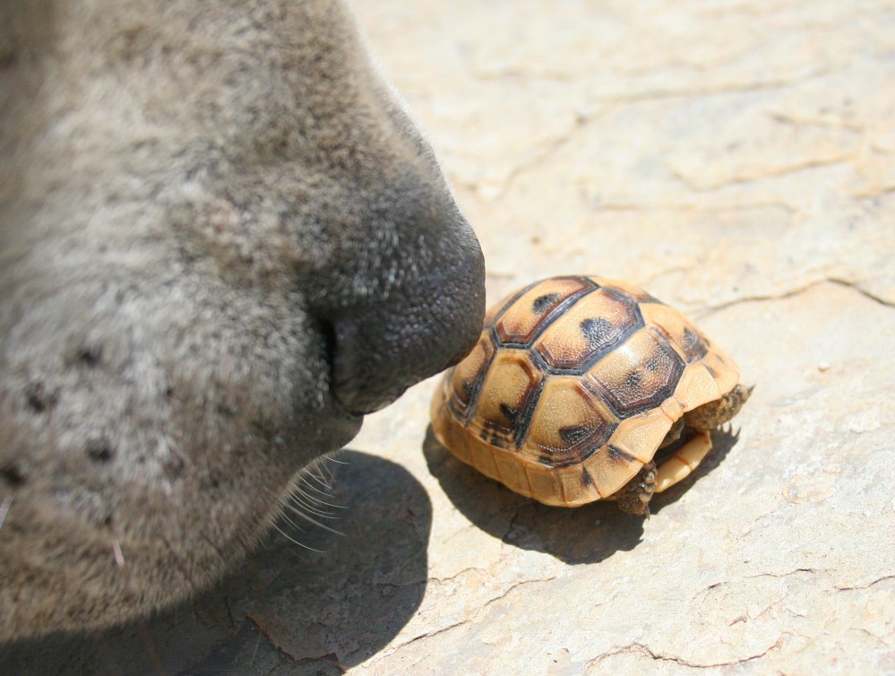 Baby Tortoise Scares Pasha