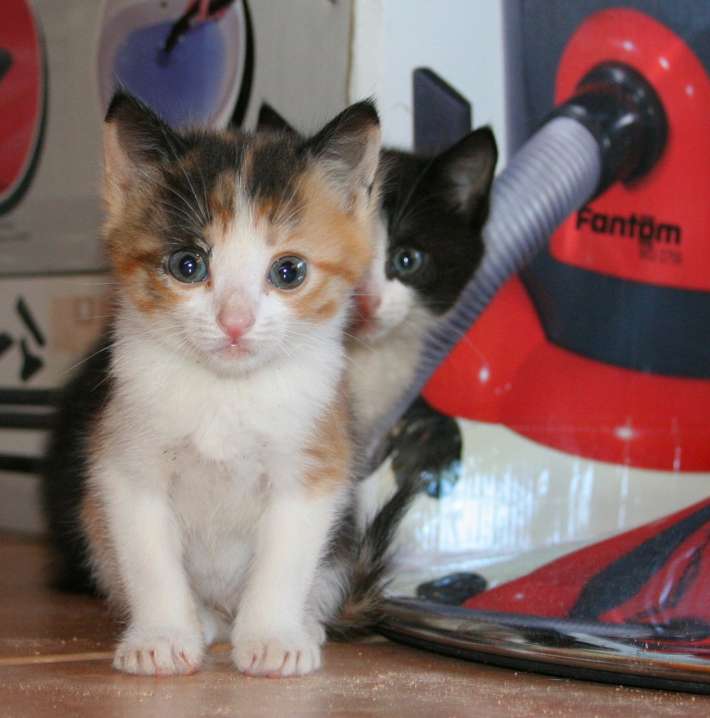 Kittens 2