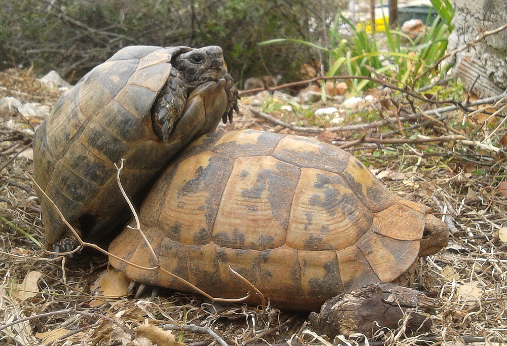 There'll be a few babies coming along later.