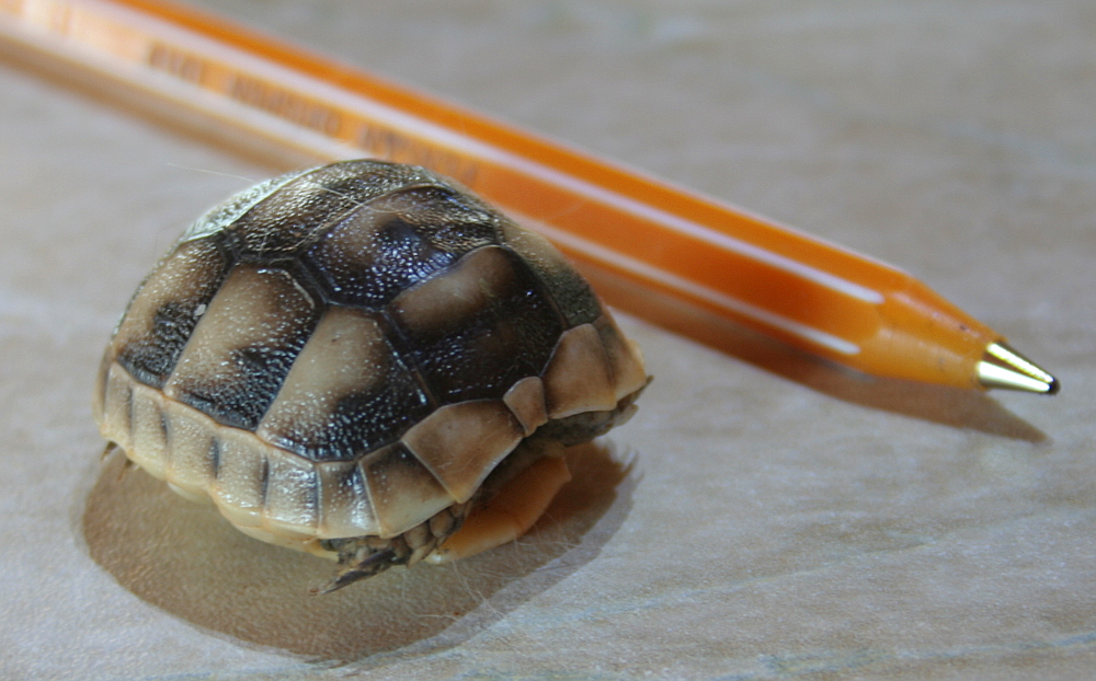 Baby Tortoise